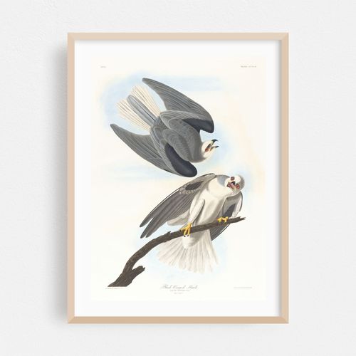 Black-winged hawk (1827–1838)