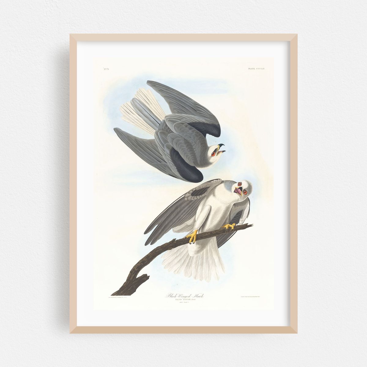 Black-winged hawk (1827–1838) – image 1 of 15