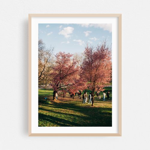 Spring in Central Park