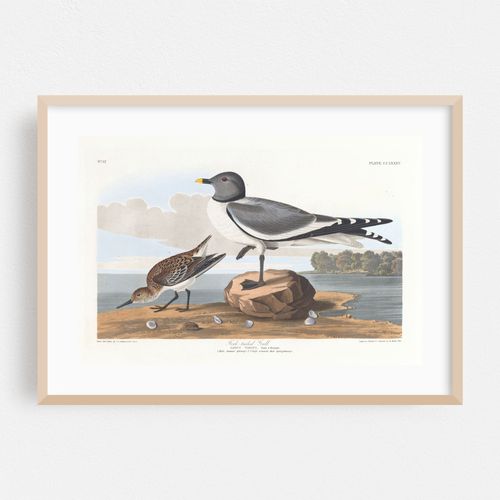 Fork-tailed gull (1827–1838)
