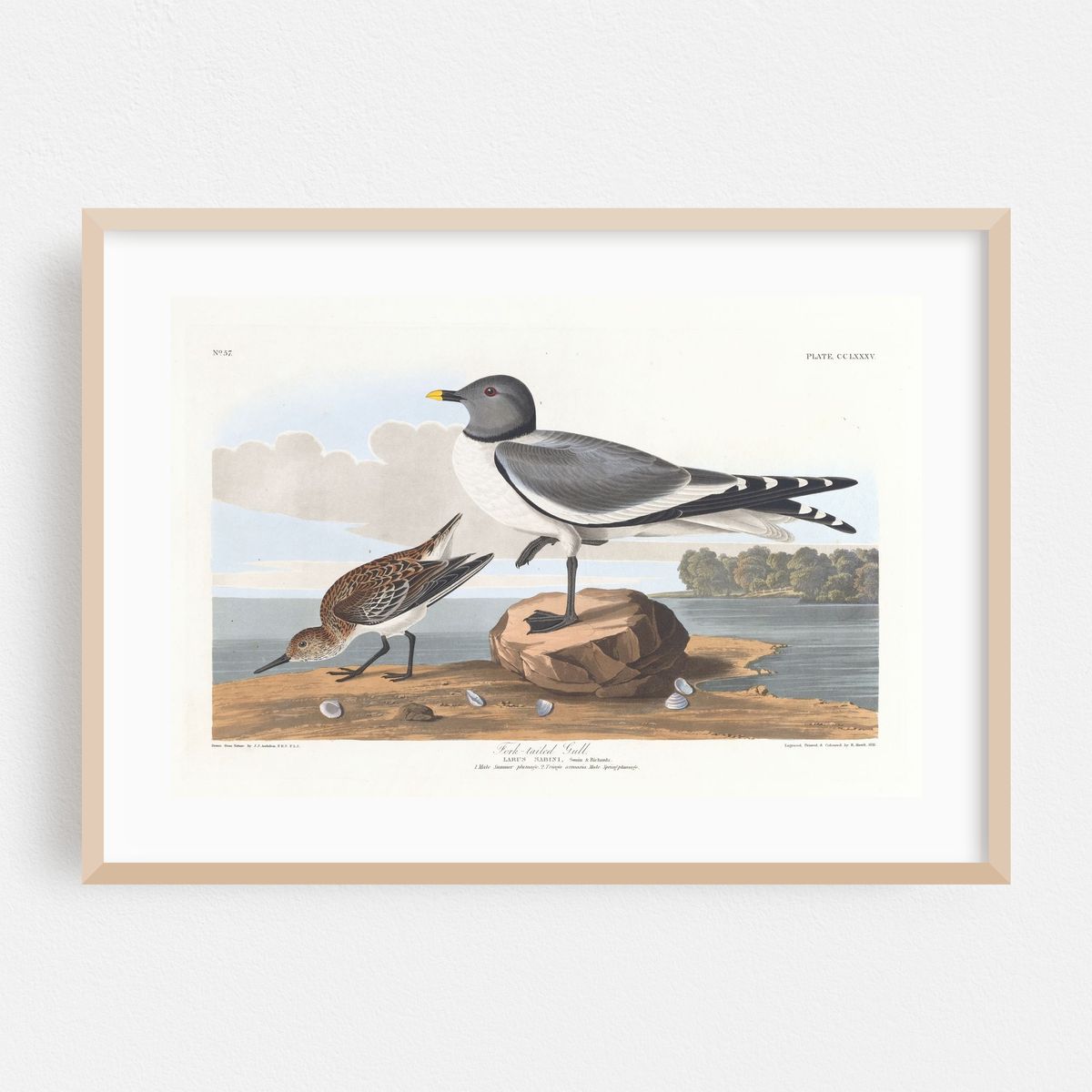 Fork-tailed gull (1827–1838) – image 1 of 6