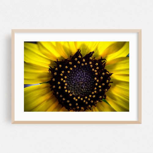Sunflower Macro!