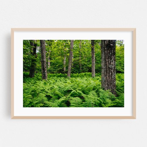 Ferns