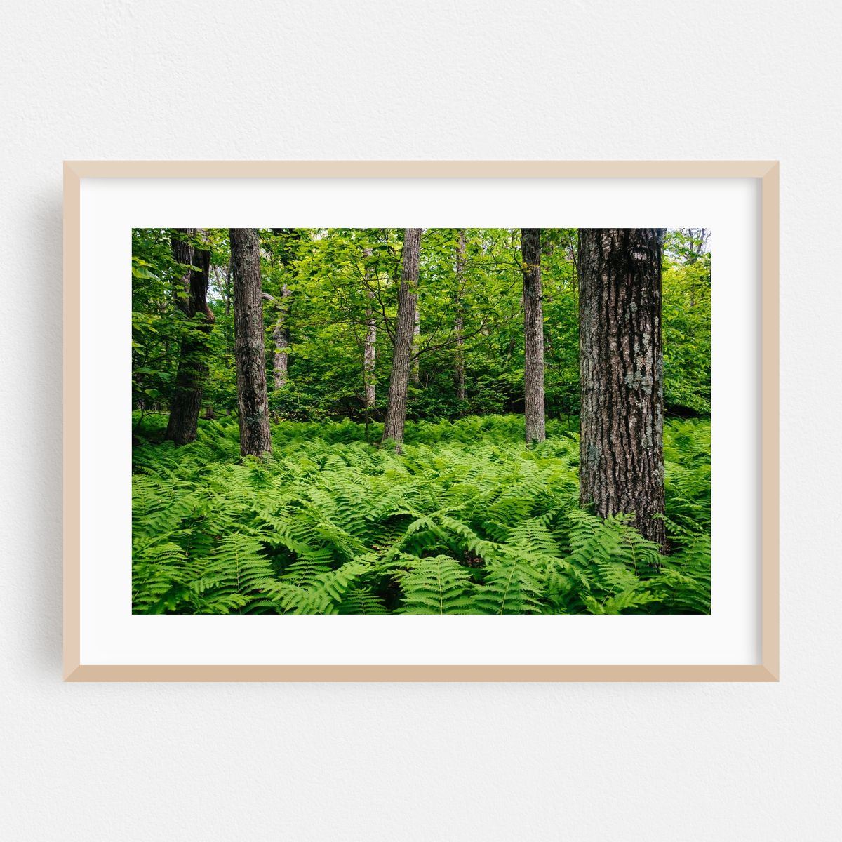 Ferns – image 1 of 6