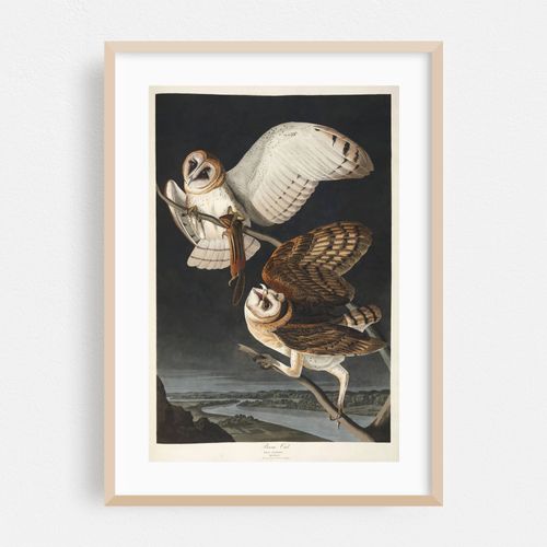 Barn Owl (1827-1838)