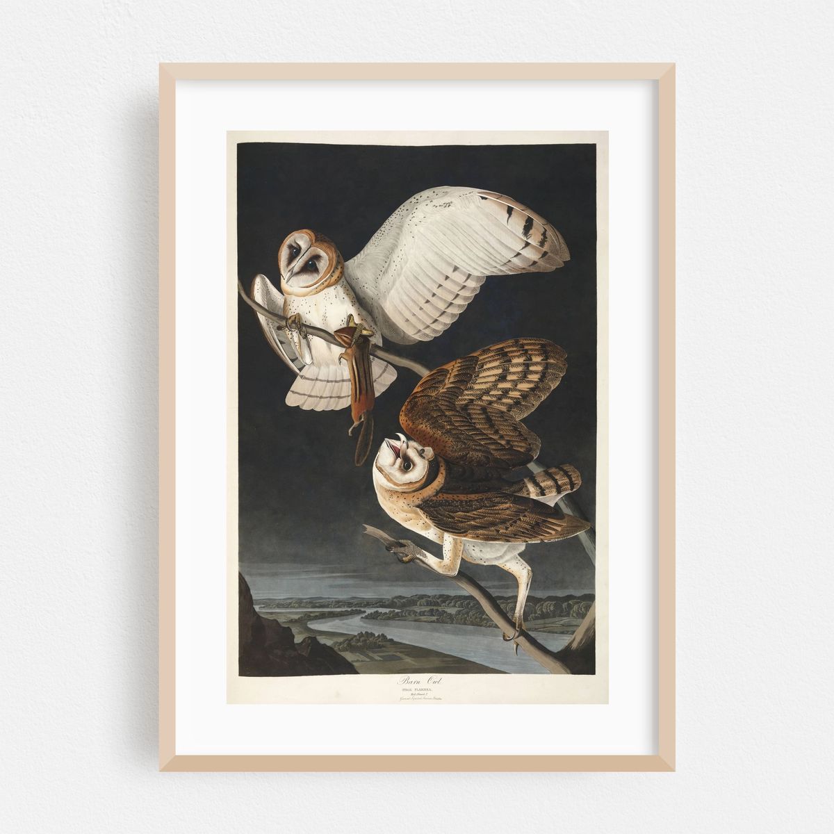 Barn Owl (1827-1838) – image 1 of 16