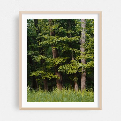 Forest, Elizaville