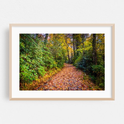 Autumn Trail