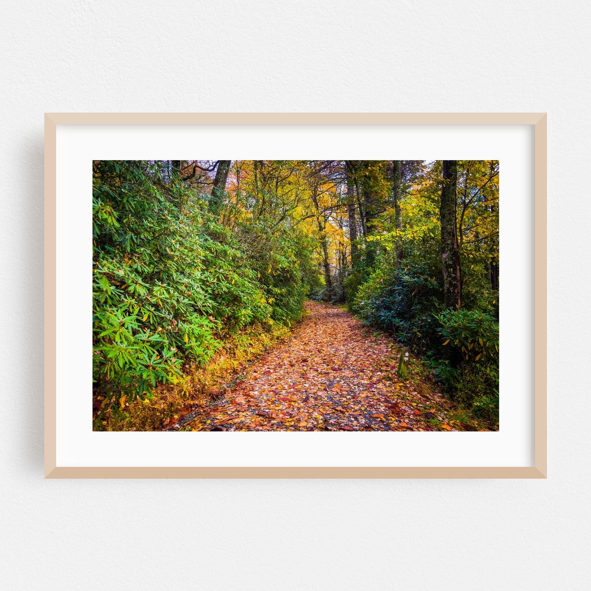 Autumn Trail – image 1 of 6