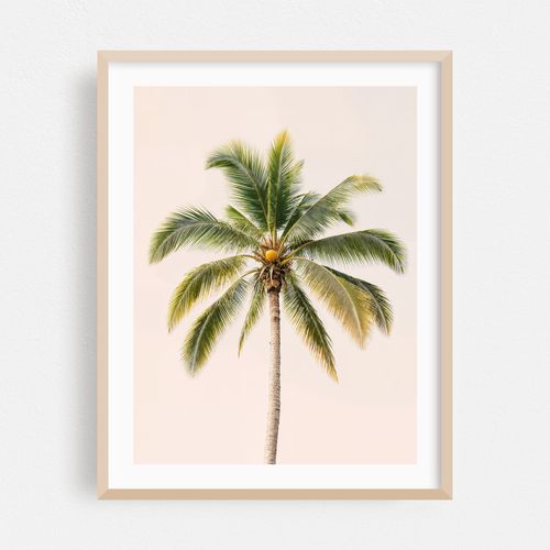 Palm Tree