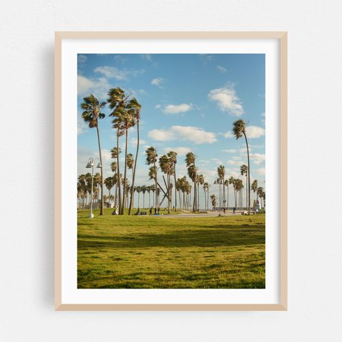 Palms in Venice Beach, Los Angeles