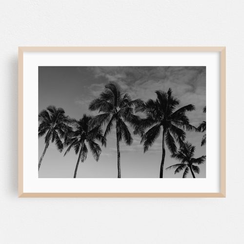 Hawaiian Palms