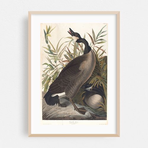Canada goose (1827–1838)