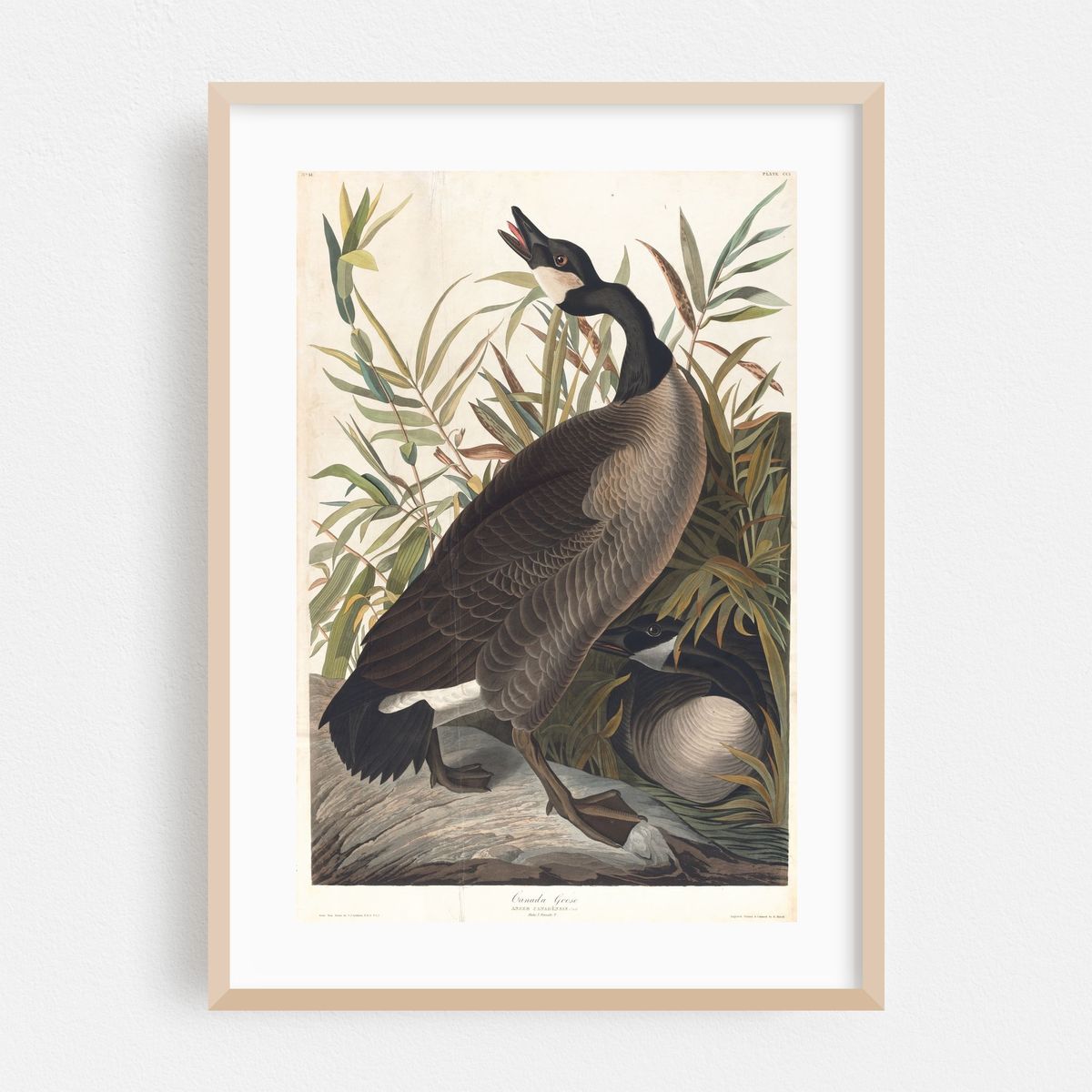 Canada goose (1827–1838) – image 1 of 16