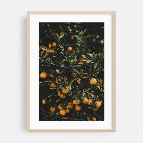 Orange Tree