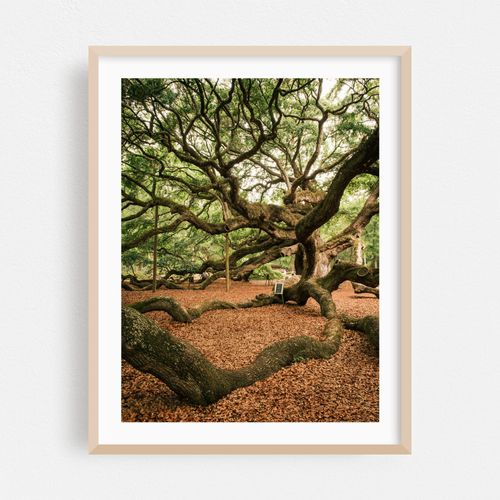 Angel Oak Tree, Johns Island
