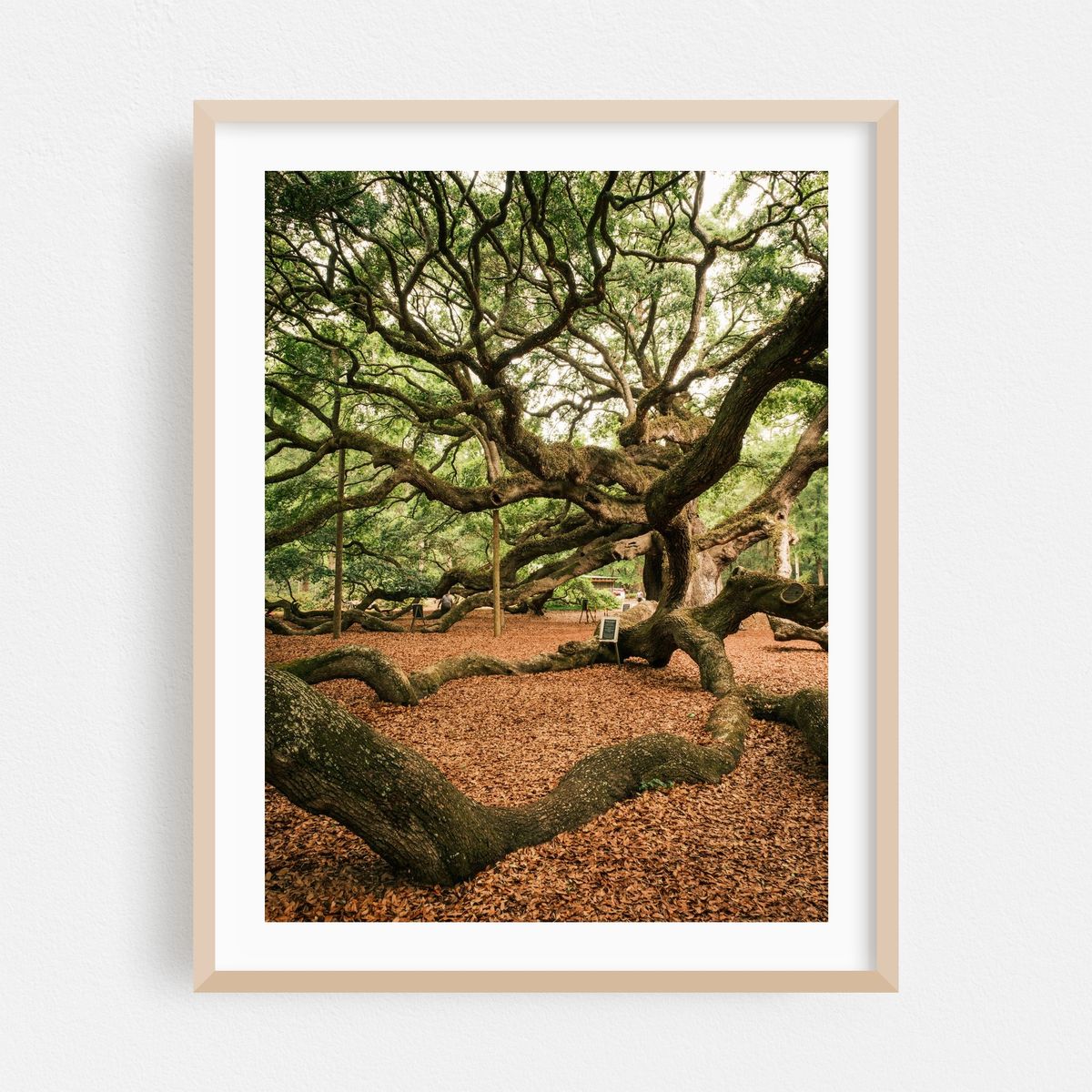 Angel Oak Tree, Johns Island – image 1 of 3