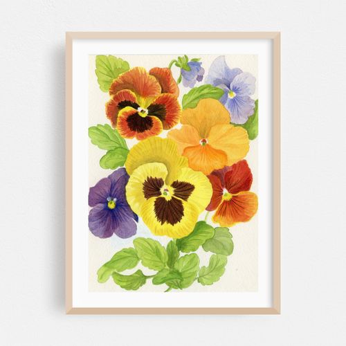 Colorful Pansies