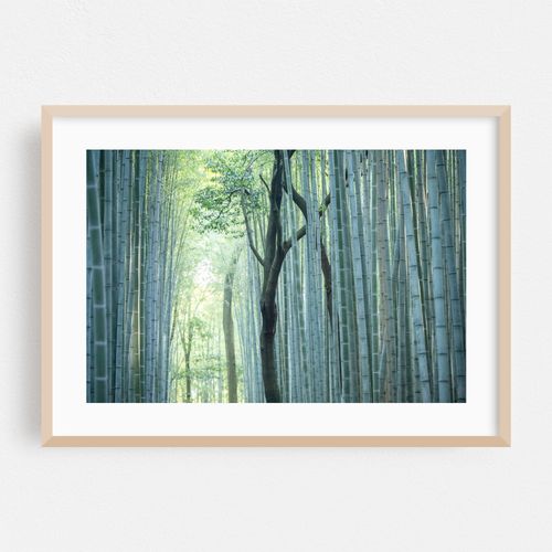 Bamboo Forest