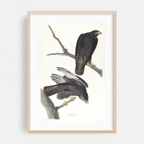Black warrior (1827–1838)