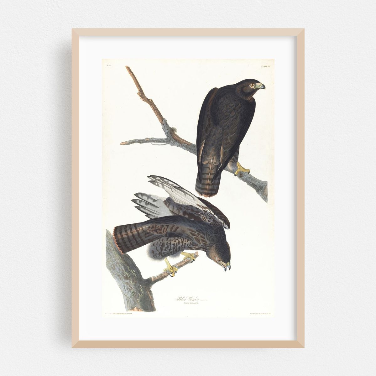 Black warrior (1827–1838) – image 1 of 16