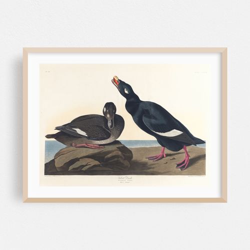 Velvet duck (1827–1838)