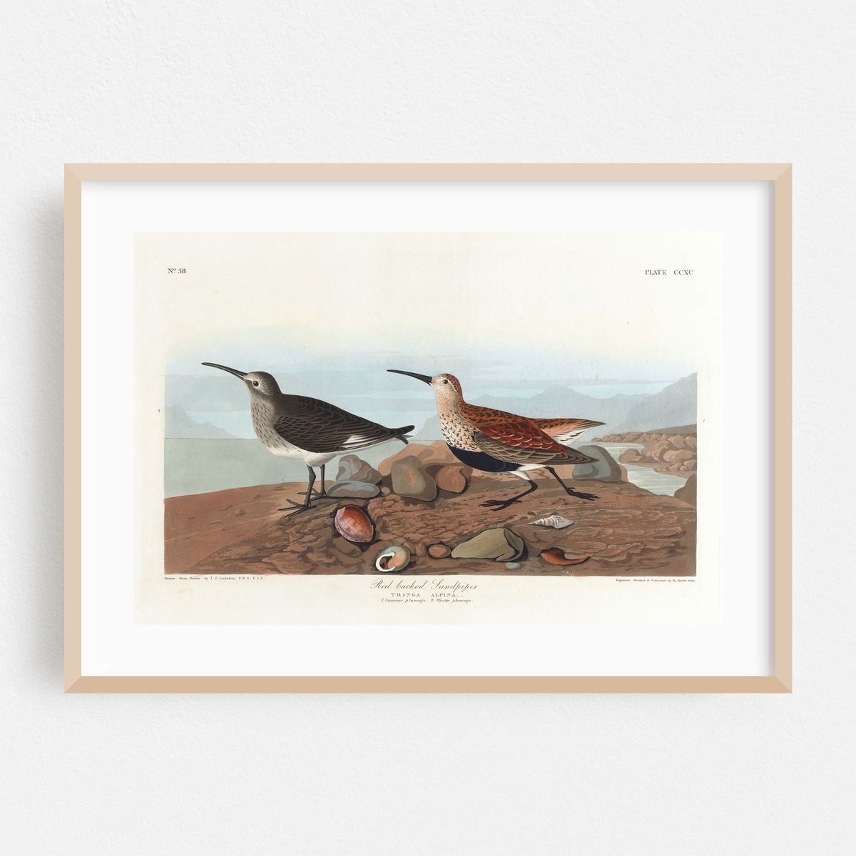 Red-backed sandpiper (1827–1838) – image 1 of 6