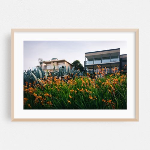 Orange Flowers in La Jolla