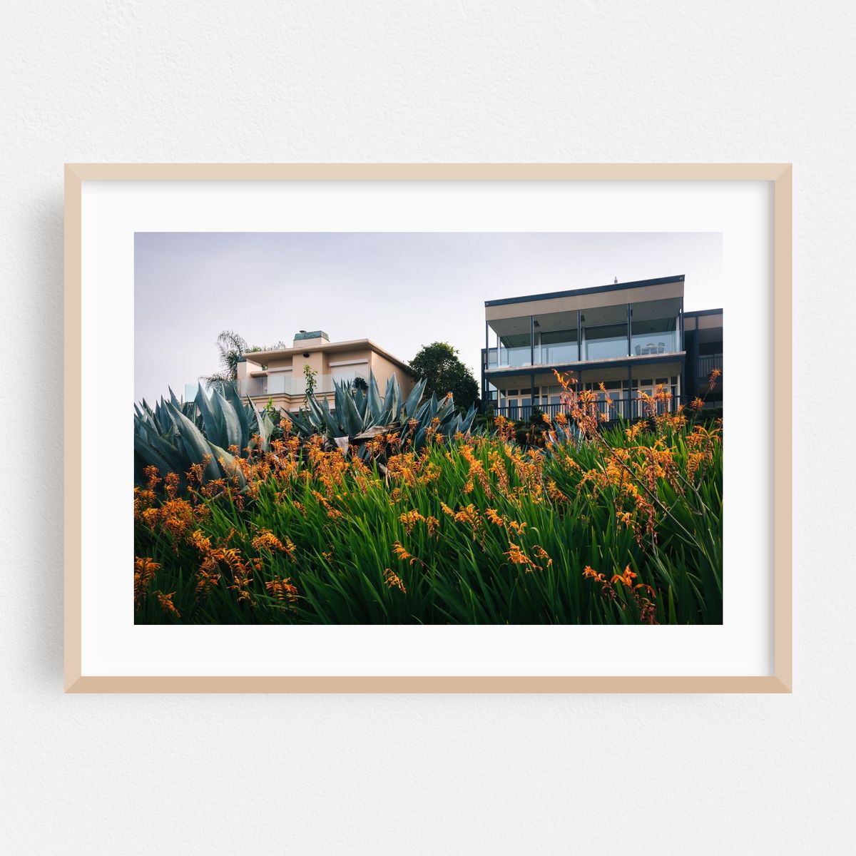Orange Flowers in La Jolla – image 1 of 6