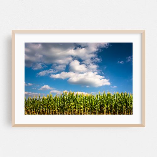 Corn, York County