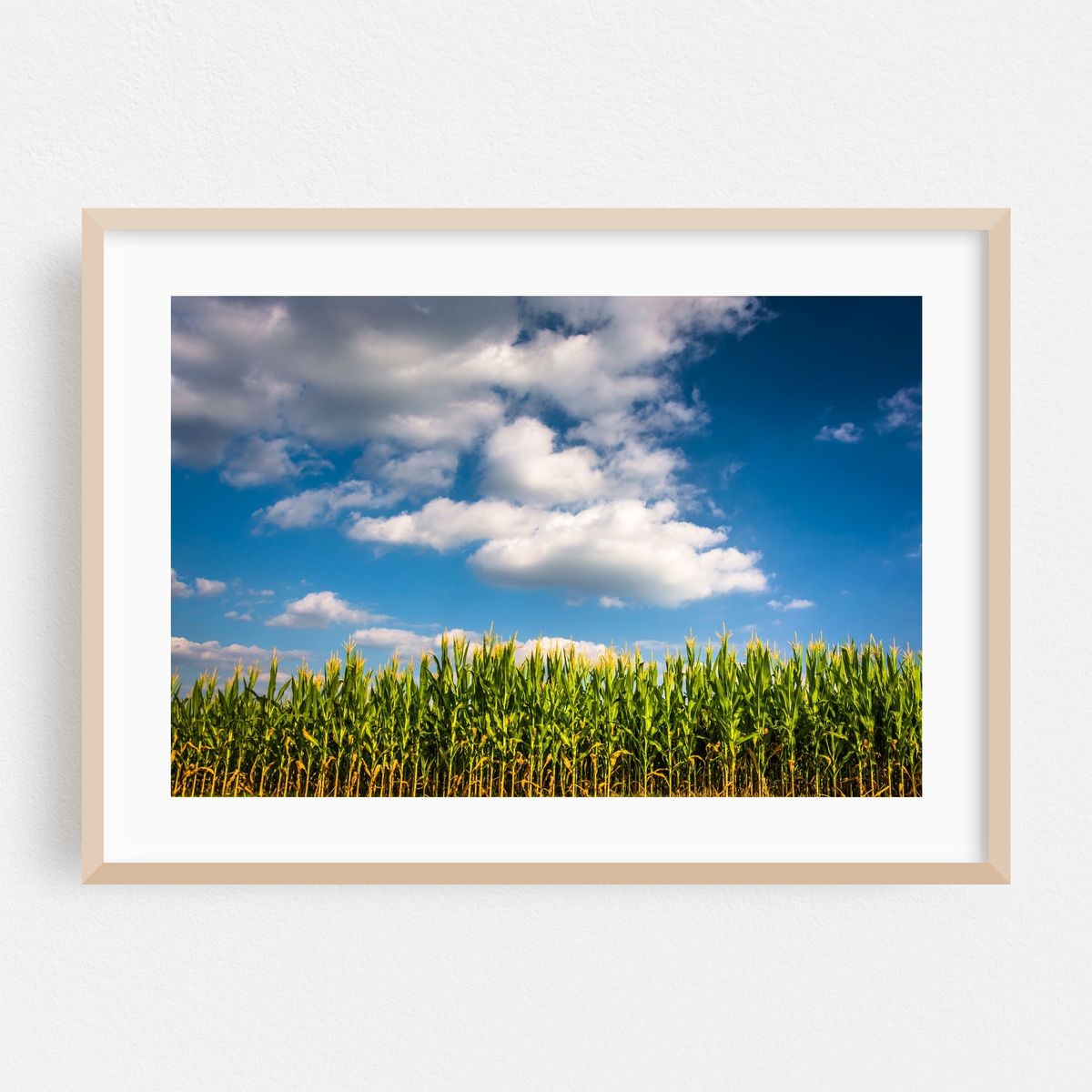Corn, York County – image 1 of 6