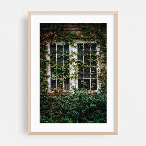 Through Ivy