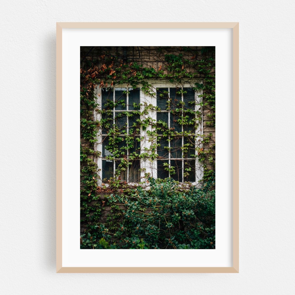 Through Ivy – image 1 of 16