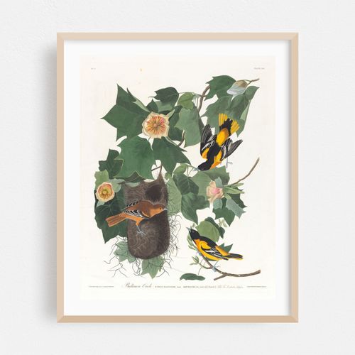 Baltimore oriole (1827–1838)
