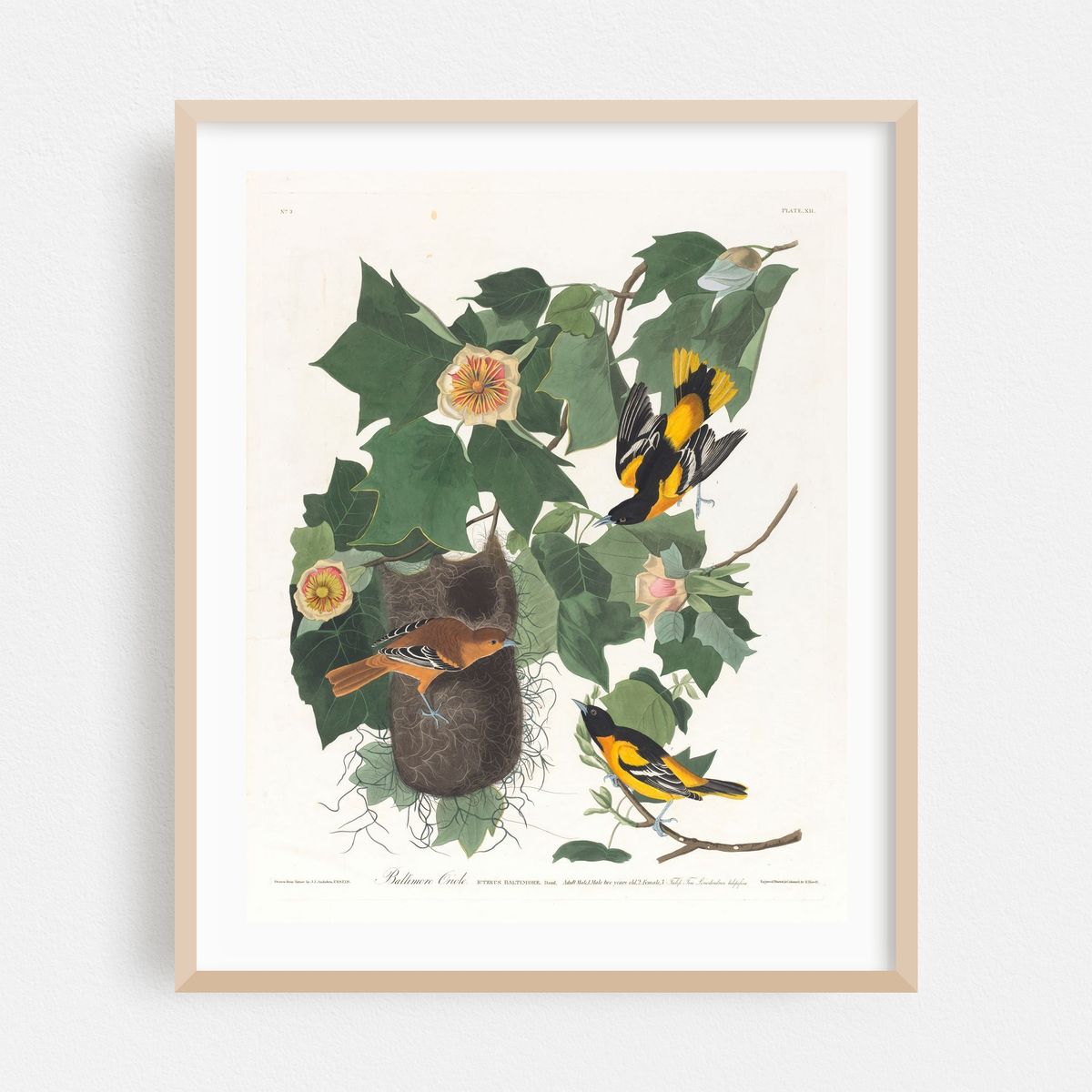 Baltimore oriole (1827–1838) – image 1 of 12