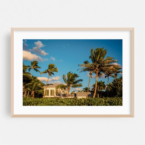 Palm Trees, Naples