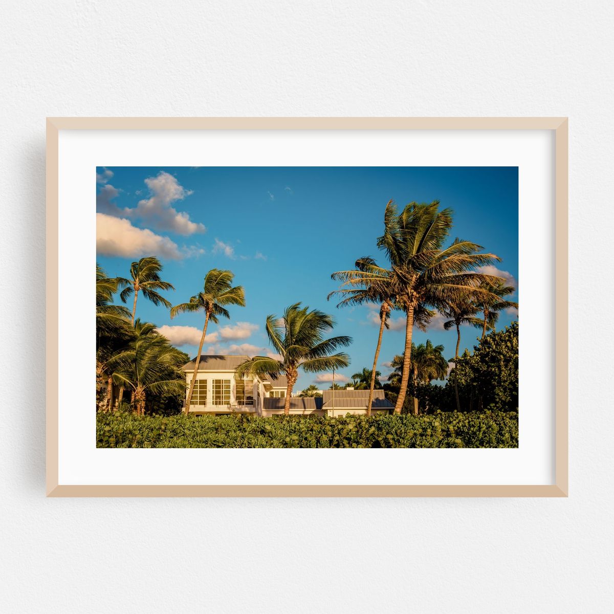 Palm Trees, Naples – image 1 of 6