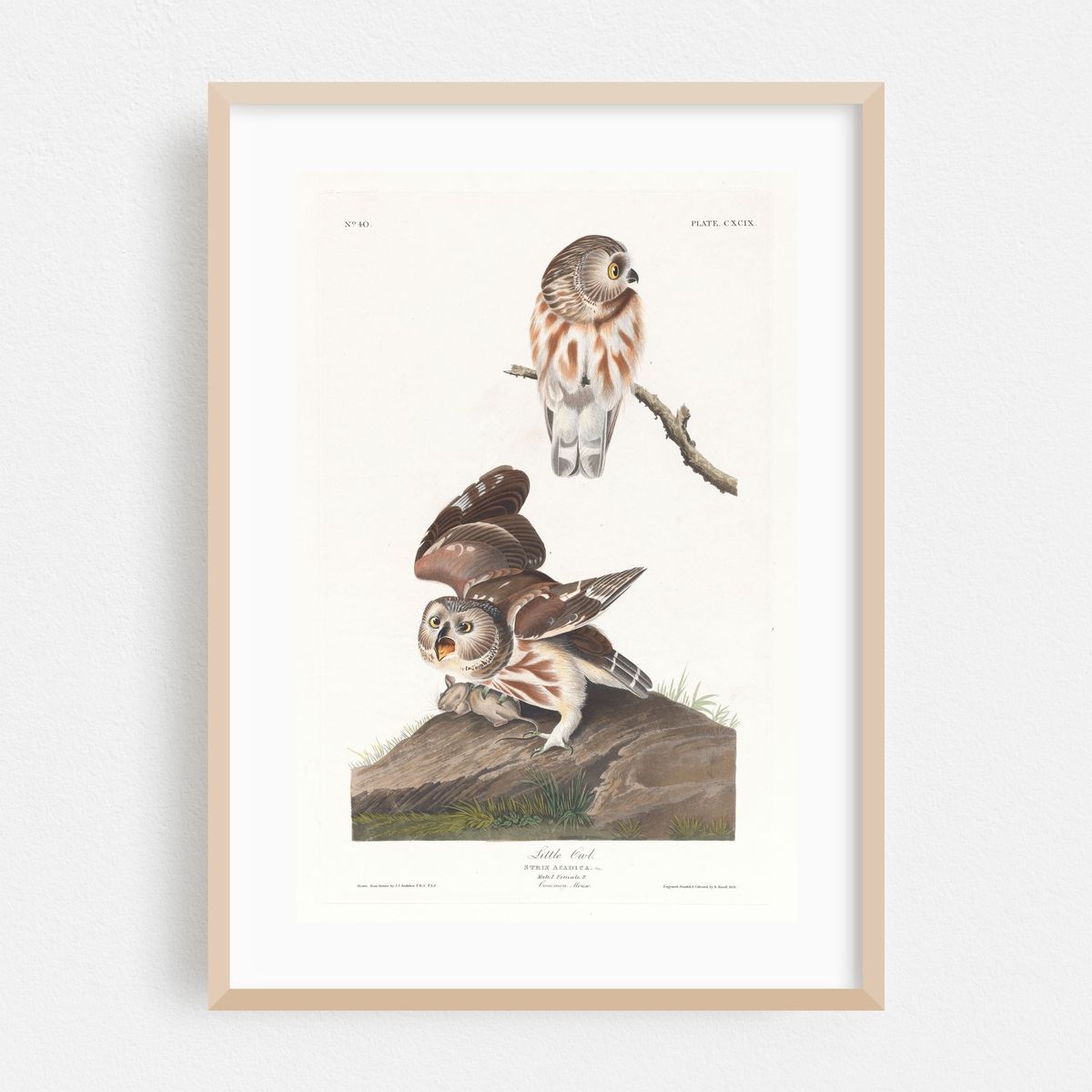 Little owl (1827–1838) – image 1 of 16