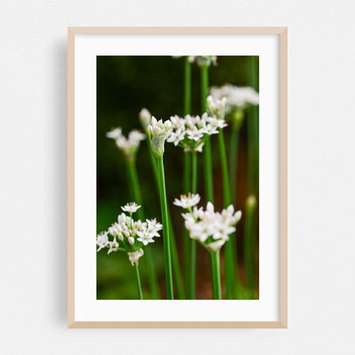 white onion flowers