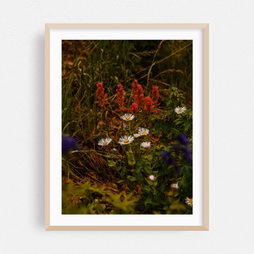 Alma Wildflowers
