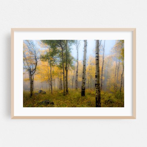 Colorado Fall Colors