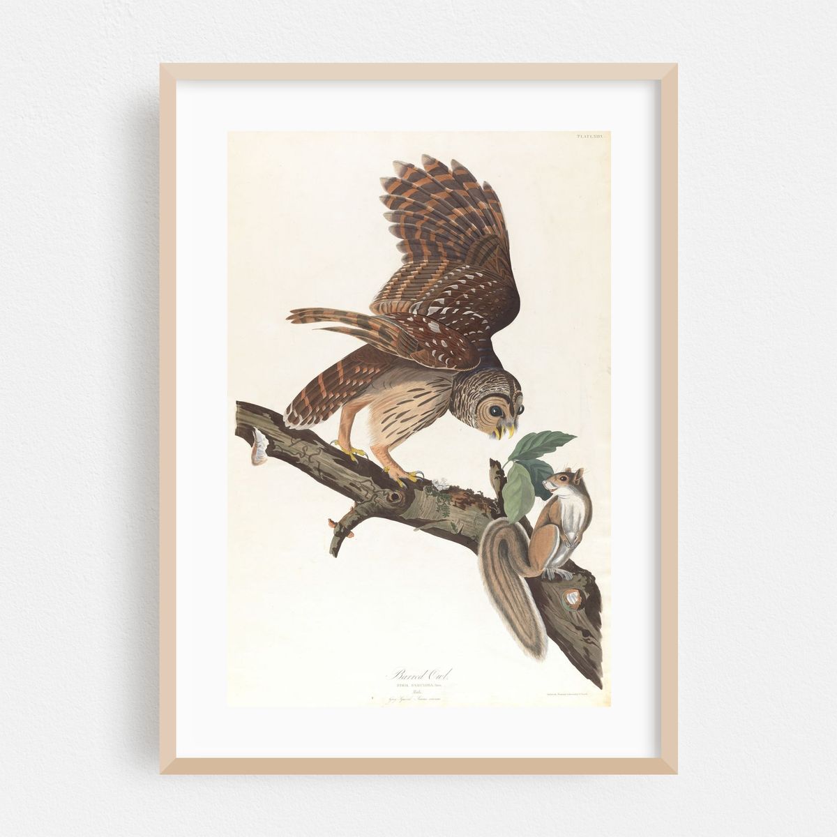 Barred owl (1827–1838) – image 1 of 16