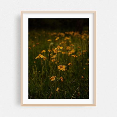 Front Range Flora