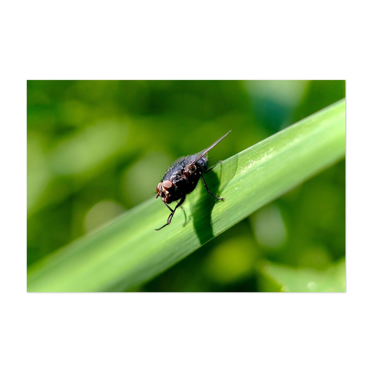 Conspiring Fly – image 1 of 2