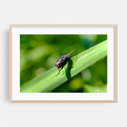 Conspiring Fly