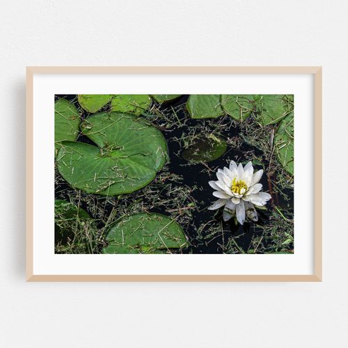 Water Lillies