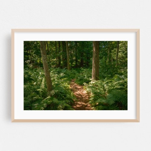 Ferns on Partridge Island Trail, Lynnfield 01
