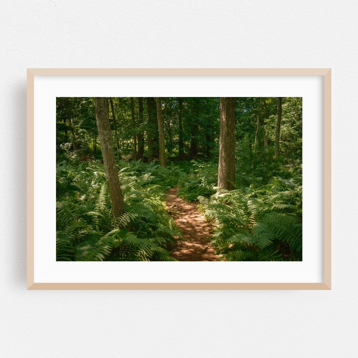 Ferns on Partridge Island Trail, Lynnfield 01 – image 1 of 6