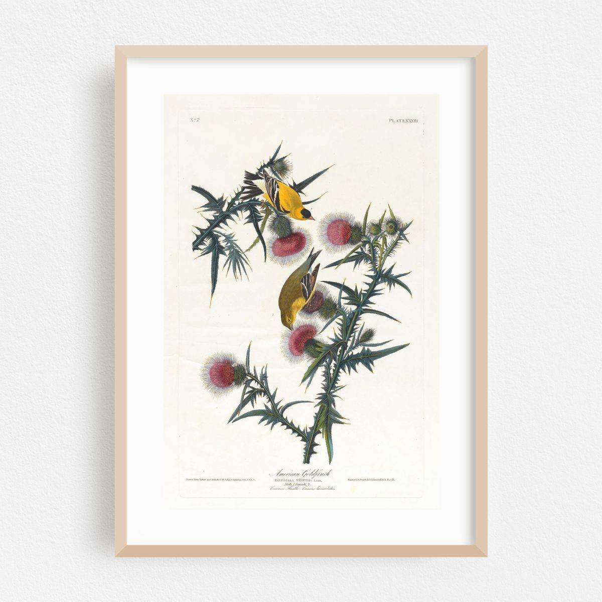 American goldfinch (1827–1838) – image 1 of 16
