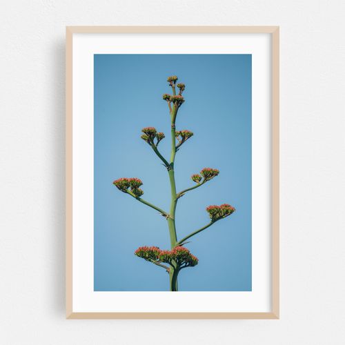 AGAVE STALK AGAINST THE SKY
